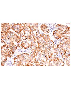Cell Signaling Cox2 (D5H5) Rabbit Monoclonal Antibody