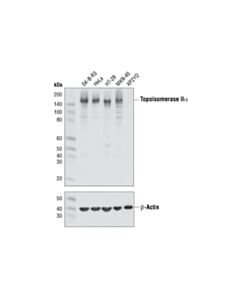 Cell Signaling Topoisomerase Iialpha (D10g9) Xp Rabbit mAb