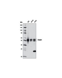 Cell Signaling TEAD1 (D9X2L) Rabbit mAb