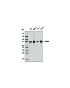 Cell Signaling Fxr1 (D10a2) Xp Rabbit mAb