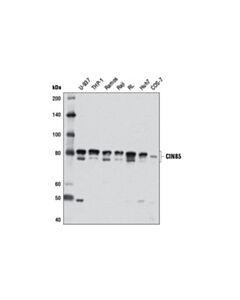 Cell Signaling CIN85 (D1A4) Rabbit mAb 20 uL