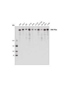 Cell Signaling DNA-PKcs (3H6) Mouse mAb 20 uL