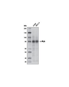Cell Signaling c-Myb (D2R4Y) Rabbit mAb 20 uL