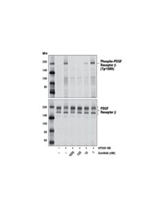 Cell Signaling Sunitinib