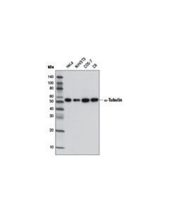 Cell Signaling Alpha-Tubulin (Dm1a) Mouse mAb (Hrp Conjugate)