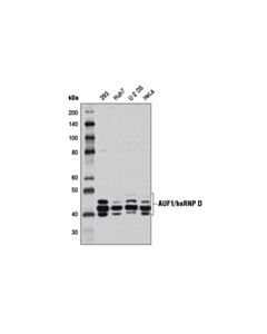 Cell Signaling Auf1/Hnrnp D (D6o4f) Rabbit mAb