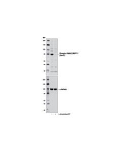 Cell Signaling Phospho-Dnajc2/Mpp11 (Ser47) Antibody