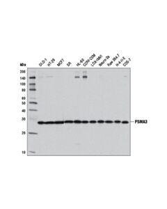 Cell Signaling Psma3 (D4y9o) Rabbit mAb