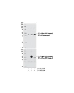 Cell Signaling Ck1epsilon Antibody