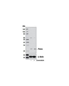 Cell Signaling Puma (D30c10) Rabbit mAb
