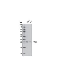 Cell Signaling Vdac (D73d12) Rabbit mAb (Hrp Conjugate)