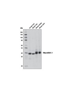 Cell Signaling Macroh2a1.1 (D5f6n) Rabbit mAb