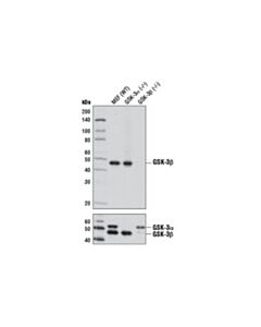 Cell Signaling Gsk-3beta (D5c5z) Xp Rabbit mAb