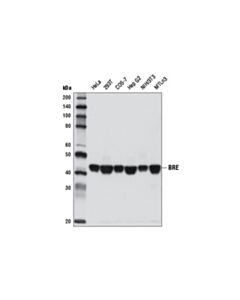 Cell Signaling Bre (D8q1j) Rabbit mAb