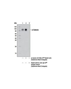 Cell Signaling Beta-Catenin (D10a8) Xp  Rabbit mAb (Sepharose Bead Conjugate)