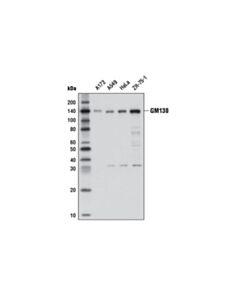 Cell Signaling Gm130 (D6b1) Xp Rabbit mAb
