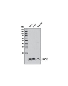 Cell Signaling Dap12 (D7g1x) Rabbit mAb
