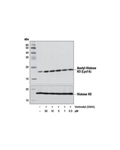 Cell Signaling Vorinostat (Saha)