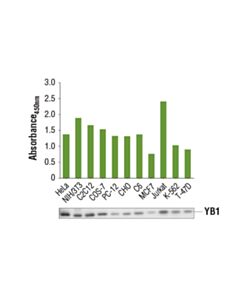 Cell Signaling Pathscan  Total Yb1 Sandwich ELISA Kit