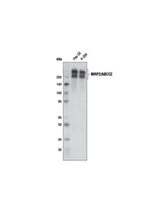 Cell Signaling MRP2/ABCC2 (D9F9E) Rabbit mAb 20 uL