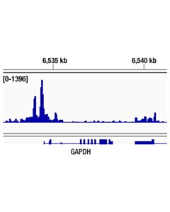Cell Signaling Tbp (D5g7y) Rabbit mAb
