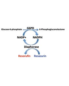 Cell Signaling Glucose-6-Phosphate Dehydrogenase (G6pd) Activity Assay Kit