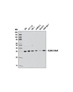 Cell Signaling ELAVL1/HuR (D9W7E) Rabbit mAb 20 uL