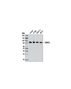 Cell Signaling Cxxc1 Antibody