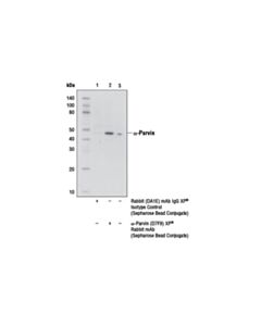Cell Signaling Alpha-Parvin (D7f9) Xp  Rabbit mAb (Sepharose Bead Conjugate)