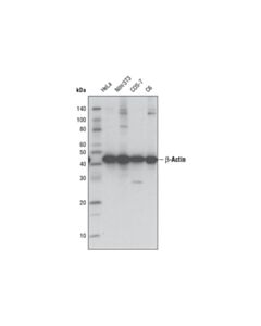 Cell Signaling Beta-Actin (D6a8) Rabbit mAb (Hrp Conjugate)