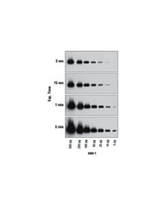 Cell Signaling Signalfire Plus Ecl Reagent