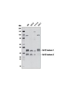 Cell Signaling SirT2 (D4O5O) Rabbit mAb 20 uL