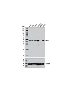 Cell Signaling Mek1 (D2r1o) Rabbit mAb