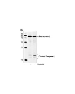 Cell Signaling Initiator Caspases Antibody Sampler Kit