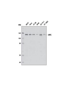 Cell Signaling Xpc Antibody