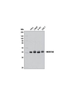 Cell Signaling Merit40 (D7y5k) Rabbit mAb