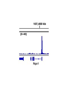 Cell Signaling Nrf2 (D1z9c) Xp Rabbit mAb
