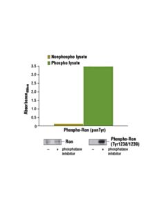 Cell Signaling Pathscan Phospho-Ron (Pantyr) Sandwich ELISA Kit