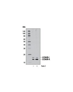 Cell Signaling Lc3a/B (D3u4c) Xp Rabbit mAb