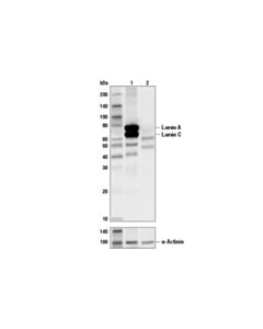 Cell Signaling Procaspase Antibody Sampler Kit