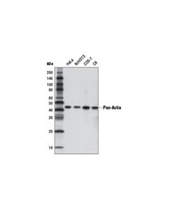 Cell Signaling Pan-Actin (D18c11) Rabbit mAb (Hrp Conjugate)
