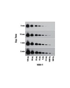 Cell Signaling Signalfire Elite Ecl Reagent