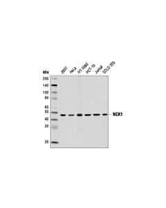 Cell Signaling Nck1 (5b7) Mouse mAb