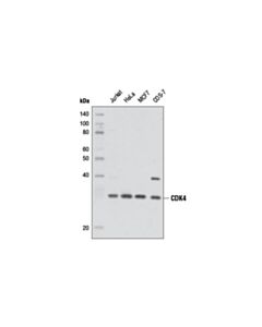 Cell Signaling Cdk4 (D9g3e) Rabbit mAb