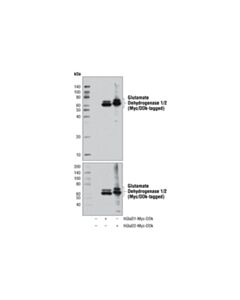 Cell Signaling Glutamate Dehydrogenase 1/2 (D9F7P) Rabbit mAb 20 uL