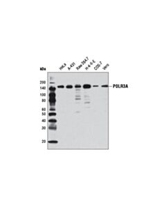 Cell Signaling POLR3A (D5Y2D) Rabbit mAb 20 uL