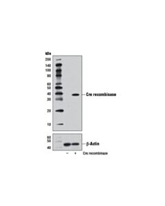 Cell Signaling Cre Recombinase (D3U7F) Rabbit mAb 20 uL