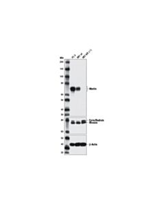Cell Signaling Merlin (D3s3w) Rabbit mAb