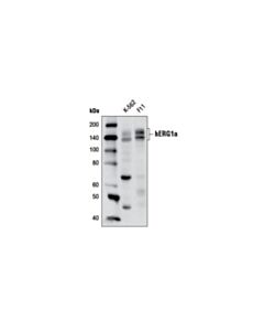 Cell Signaling hERG1a (D1Y2J) Rabbit mAb 20 uL