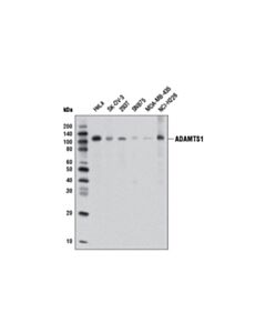 Cell Signaling ADAMTS1 (D5G4Z) Rabbit mAb 20 uL
